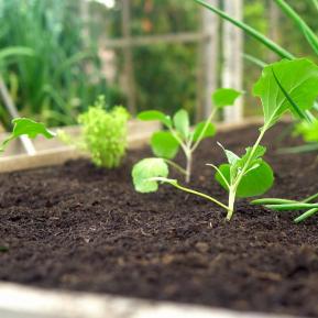 Levington® Composted Mulch image 3
