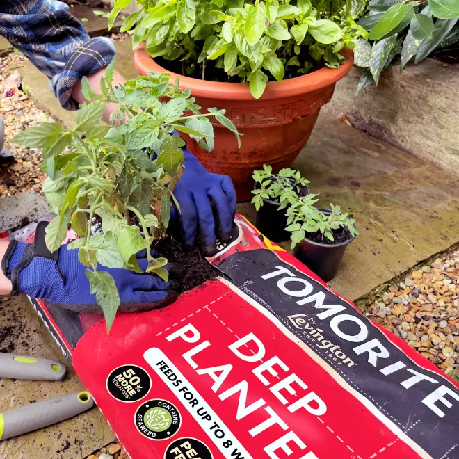 Tomorite® Peat Free Deep Planter image 2