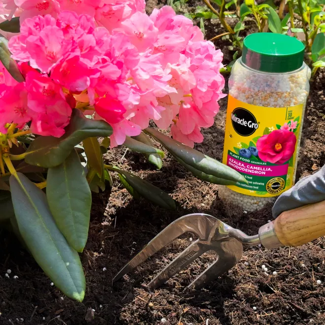Miracle-Gro® Plant Food Granules - Azalea, Camellia, Rhododendron 900g