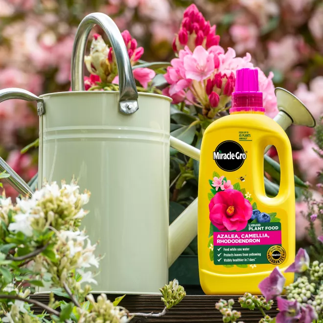 Miracle-Gro® Liquid Plant Food - Azalea, Camellia, Rhododendron image 2