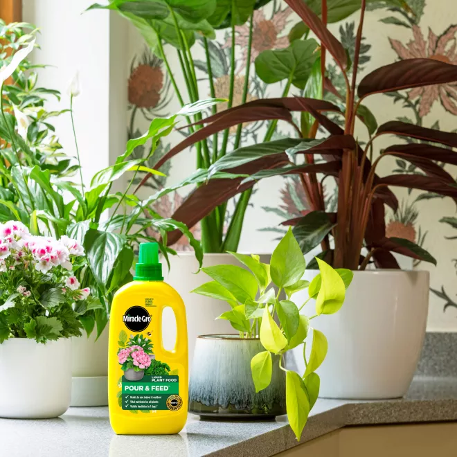 Miracle-Gro® Liquid Plant Food - Pour & Feed™ image 2