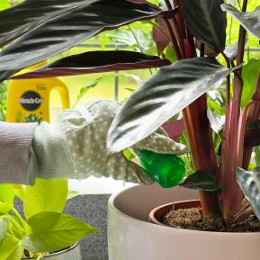 Miracle-Gro® Liquid Plant Food - Pour & Feed™ image 4