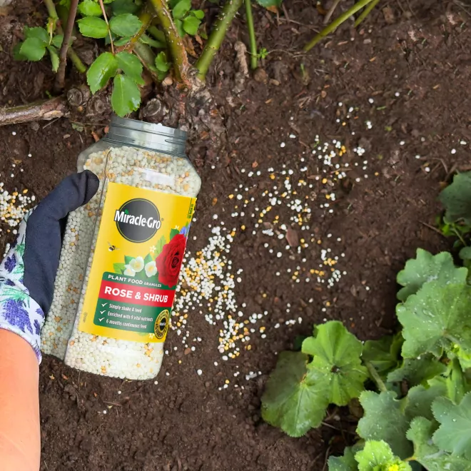 Miracle-Gro® Plant Food Granules - Rose & Shrub image 3