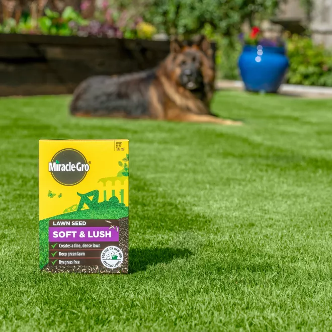 Miracle-Gro® Soft & Lush Lawn Seed image 3