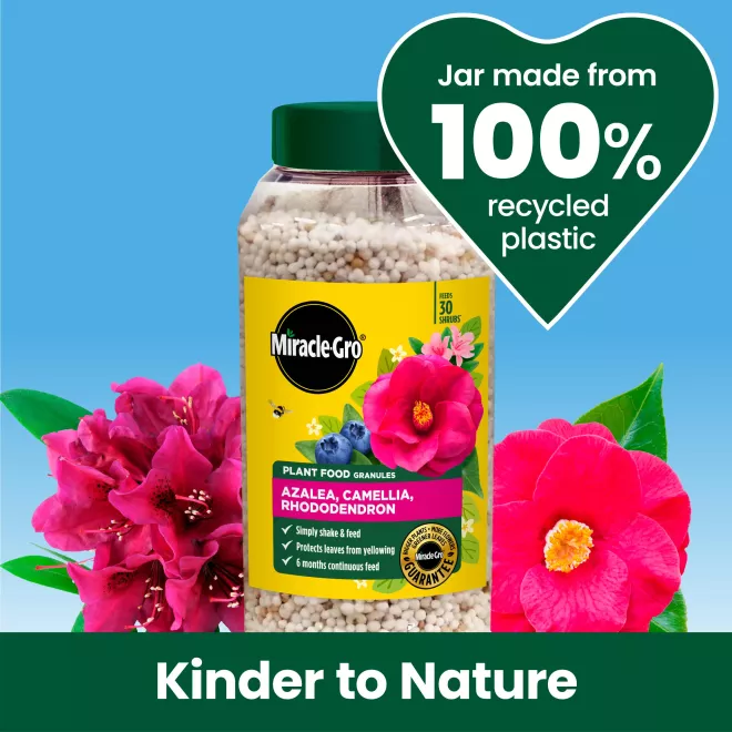 Miracle-Gro® Plant Food Granules - Azalea, Camellia, Rhododendron image 5