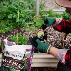 Baileys Veg & Herb Premium Planting Mix image 3