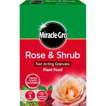 How To Grow And Care For Skimmia Lovethegarden