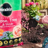 Miracle Gro Premium Rose Tree Shrub Compost Litres Miracle Gro Premium Rose Tree Shrub Compost Litres