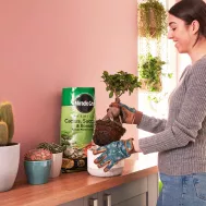 Miracle Gro Premium Cactus Succulent Bonsai Compost 6 Litres Love The Garden