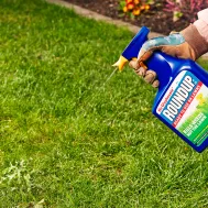 Roundup For Lawn Ultra Ready To Use Weed 1 Litre Roundup For Lawn Ultra Ready To Use, Will Roundup Kill Grass