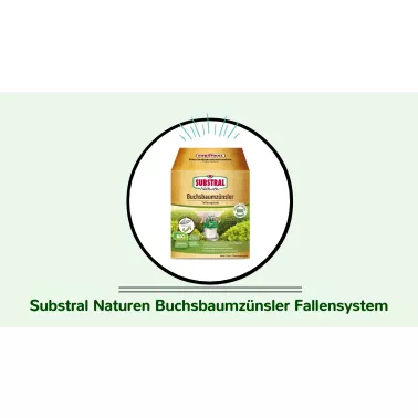Substral%20Naturen%20Buchsbaumz%C3%BCnsler%20Fallensystem.jpg