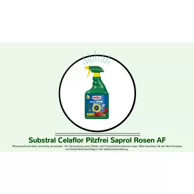 Substral Celaflor Pilzfrei Saprol Rosen AF.jpg
