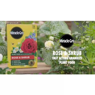 miracle-gro-rose-shrub-fast-acting-granules-plant-food-video-2026-poster.jpg