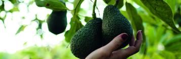 Image for Avocado (Persea americana)