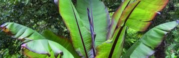 Image for Banana (Ensete, Musa)