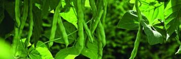 Image for French beans (Phaseolus vulgaris)