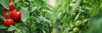Reife Tomaten an Stauden