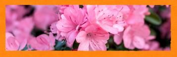 Rosa Blühpflanze in orangem Rahmen