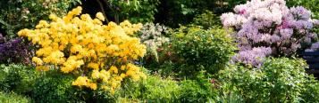 blühender Azaleen und Rhododendron im Garten