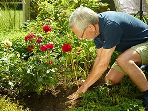 Rosenbeet bepflanzen