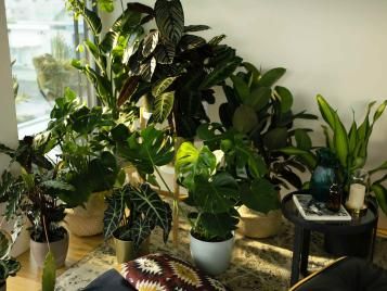 Indoor Pflanzen im Wohnzimmer