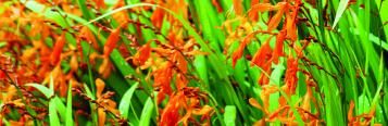 Image for Crocosmia