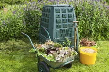 Green Dalek Compost bin in front of Purple Salvia bush