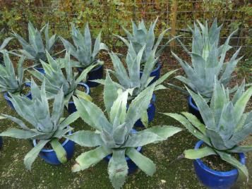 Plantar  plantas mediteraneas