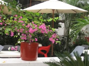 Plantar  plantas mediteraneas