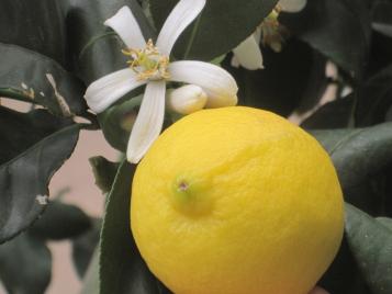 Plantas mediteraneas mantener