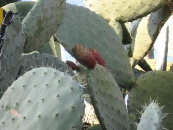 Plantas mediteraneas mantener