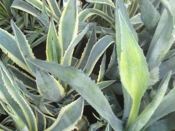 Plantas mediteraneas mantener