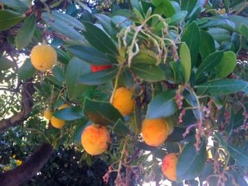 Plantas mediteraneas mantener