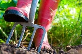 Plantar sambrar