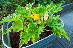 Plantar sambrar