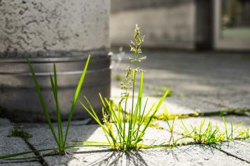 Roundup Jardin
