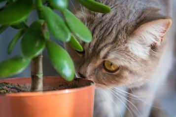 Plante chat