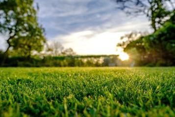 Qu'est-ce qu'un désherbant sélectif ? | Roundup | lapausejardin