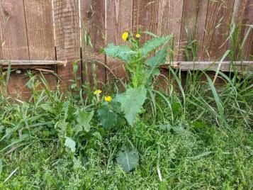 Entretenir et nettoyer son jardin au printemps