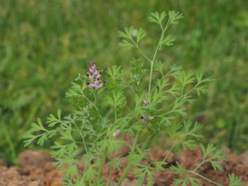 La Fumeterre | Roundup | La Pause Jardin