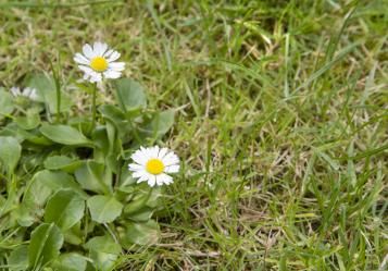 La Marguerite | Roundup | La Pause Jardin