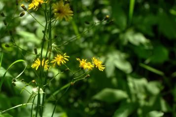 La Picris fausse Epervière | Roundup | La Pause Jardin