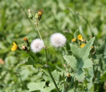 Le Laiteron | Roundup | La Pause Jardin