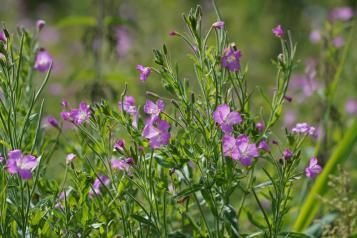 L’Épilobe à grandes fleurs | Roundup | La Pause Jardin