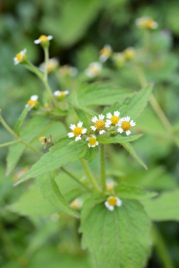 Les Espèces de Galinsoga | Roundup | La Pause Jardin