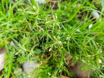 Spergule des champs | lapausejardin | roundup
