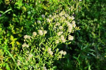 Vergerette du Canada | lapausejardin | roundup