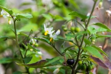 Morelle noire | Roundup | La Pause Jardin