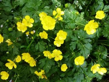 Le Renoncule | lapausejardin | Roundup