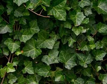 Lierre Commun | Roundup | La Pause Jardin
